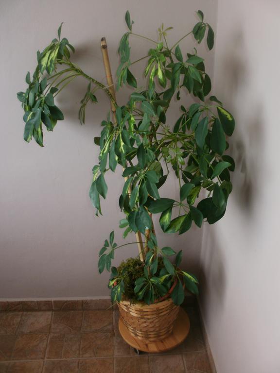 Corry 1 Apartment Ровини Стая снимка